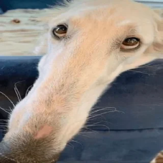 Стикер 🥺 - 3