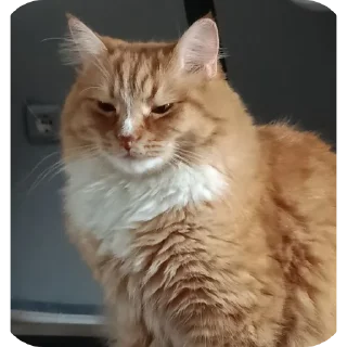 Стикер Хуй знает но я 𝐵𝑜𝑠𝑠 - 11