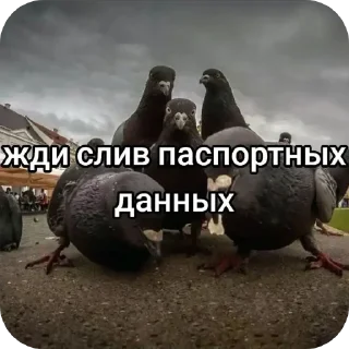 Стикер Хуйня для докса от @MKD_MEMES - 4