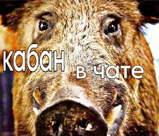 Sticker INSANEREBORN - 9