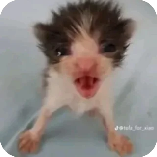 Стикер Т⋆ы⋆ к⋆о⋆т⋆и⋆к⋆ м - 9