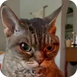 Стикер Т⋆ы⋆ к⋆о⋆т⋆и⋆к⋆ м - 3