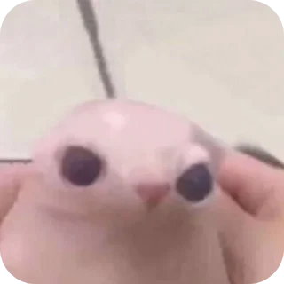 Стикер Т⋆ы⋆ к⋆о⋆т⋆и⋆к⋆ м - 1