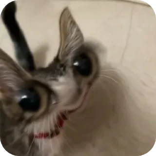 Стикер Т⋆ы⋆ к⋆о⋆т⋆и⋆к⋆ м - 10