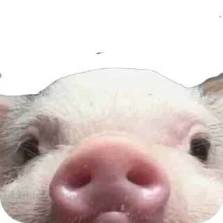 Sticker Какашка - 2