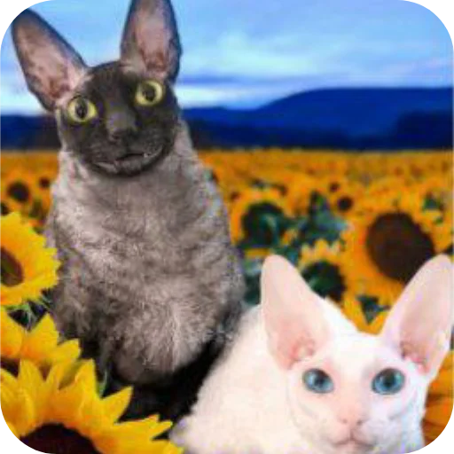 Sticker Kats_stickerss_by_TgEmodziBot - 1