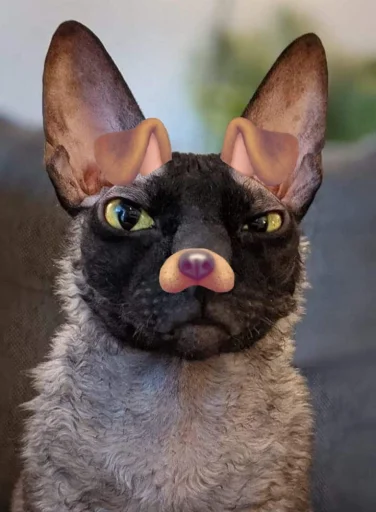 Sticker Kats_stickerss_by_TgEmodziBot - 1