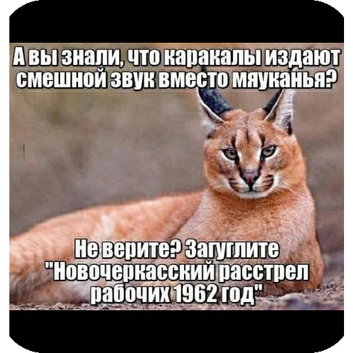 Ваще хз хуйня какаят - 