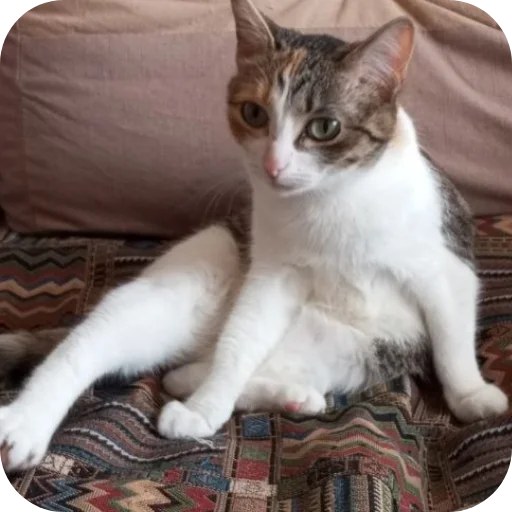 Пушистики🐈‍⬛🐕🐦 - 