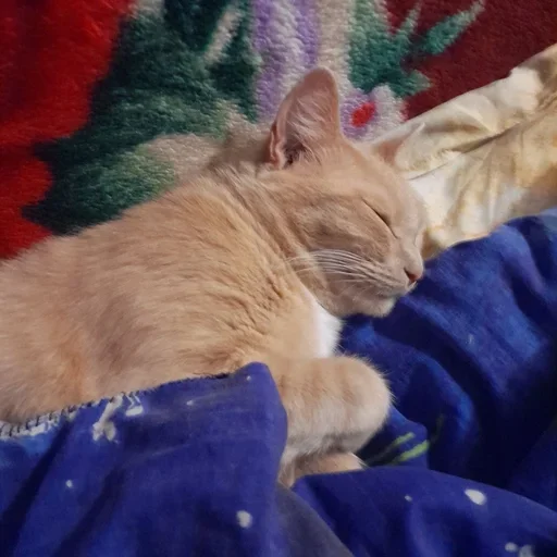 Sticker Kitties178 - 1