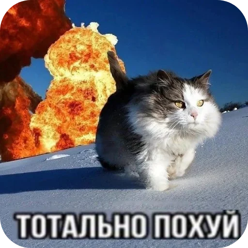 Стикер Kitties178 - 1