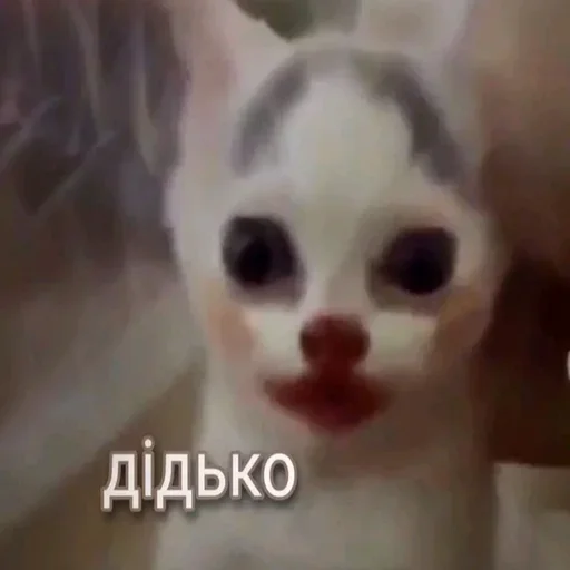 Стикер Kitties178 - 1