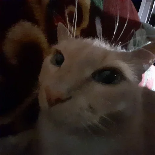 Стикер Kitties178 - 1