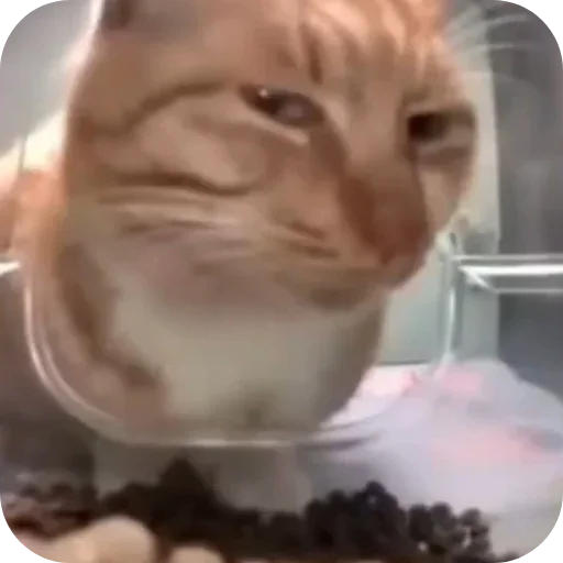 Стикер Kitties178 - 1