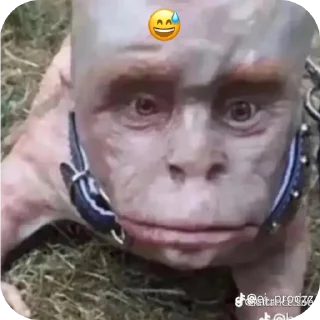 Стикер стикеры gays  EBB shh - 6