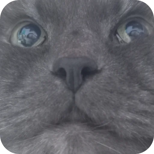 Кощке от вивиска - 