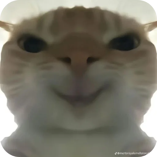 Костики и сладкие - 