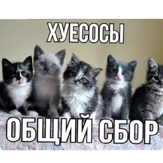 Стикер Penis - 10