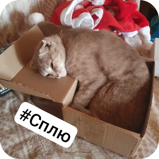 Стикер Kotobanda6 - 1