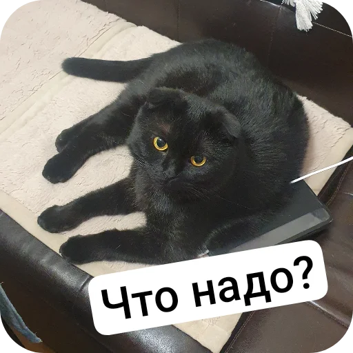 Стикер Kotobanda6 - 1