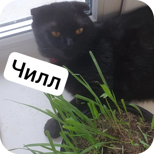 Sticker Kotobanda6 - 1