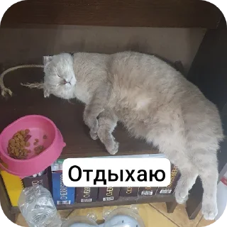 Стикер Котобанда - 4