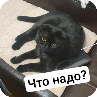 Стикер Котобанда - 6