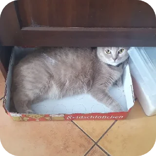 Стикер Котобанда - 2