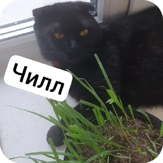 Стикер Котобанда - 3