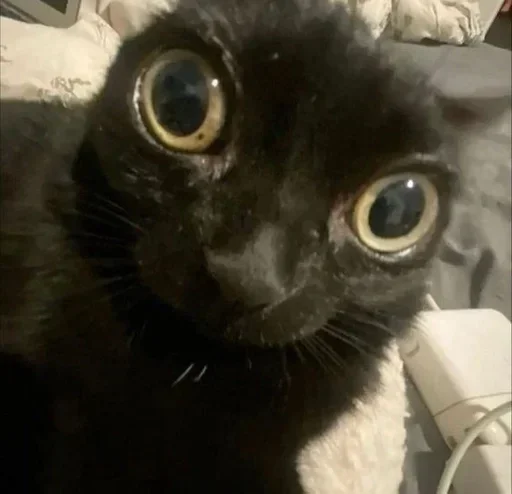 Sticker KotyYapii - 1