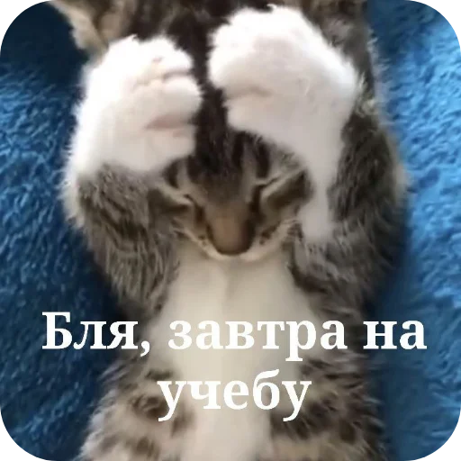 Стикер Kotyatki167 - 1