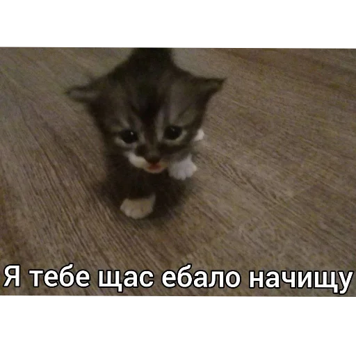 Стикер Kotyatki167 - 1