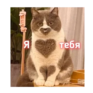 Стикер Тут очень сладко 👉 @mokfei @TgEmodziBot - 3