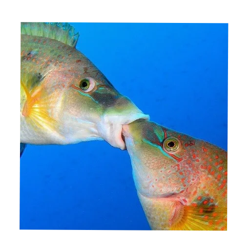 Sticker KrehnkiSasalka - 1