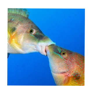 Sticker Крэнки сасалка - 6