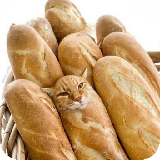 Sticker Kulish_by_TgEmodziBot - 1