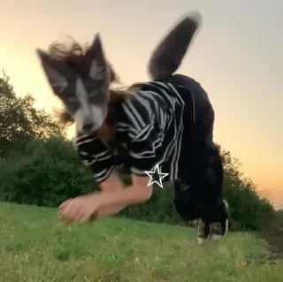 Sticker 🐾Квадробика 🐾 - 1