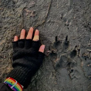 Sticker 🐾Квадробика 🐾 - 6