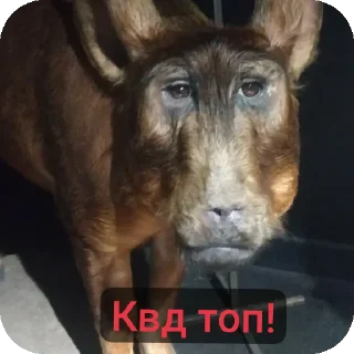 Sticker Квд топ 💋 - 6