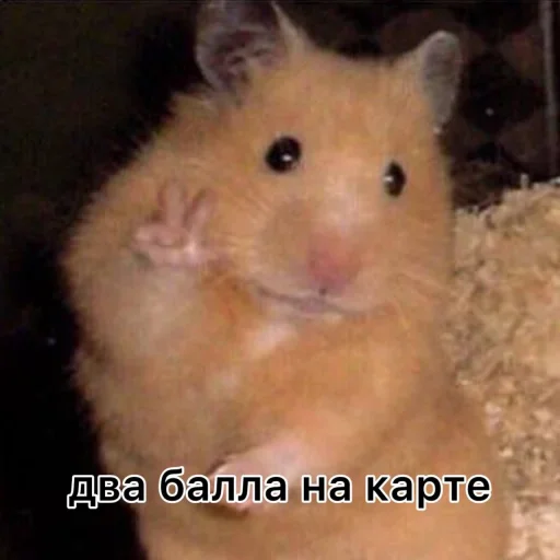 Лавка Чудес✨@LavkaChudoBot - 