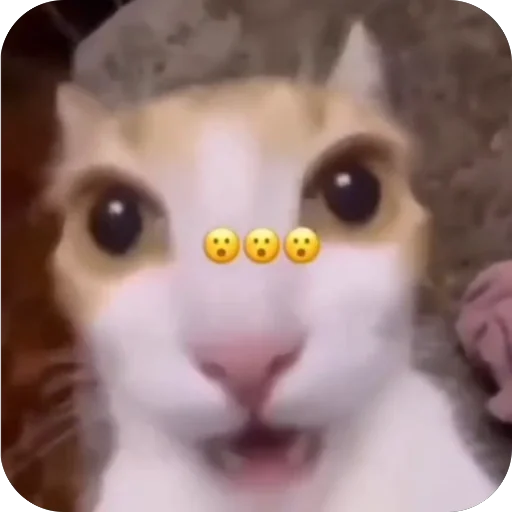 Sticker LavsehKoty - 1