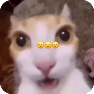 Sticker lavseh коты - 6