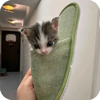 Sticker lavseh коты - 1