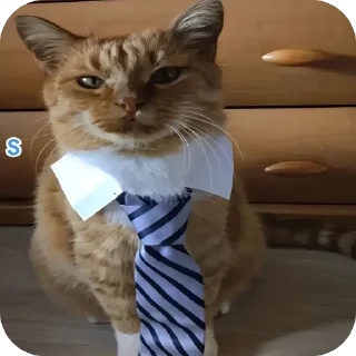 Sticker lavseh коты - 9