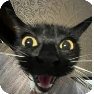 Sticker lavseh коты - 2