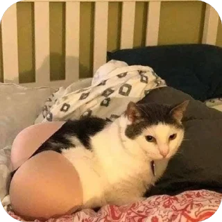 Sticker lavseh коты - 8