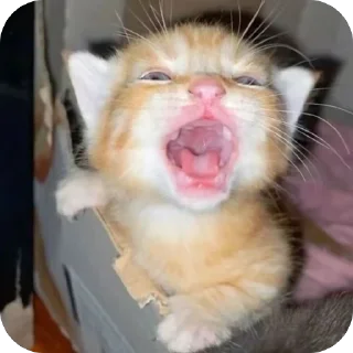 Sticker lavseh коты - 5