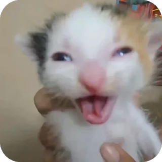 Sticker lavseh коты - 3