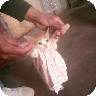 Sticker lavseh коты - 7