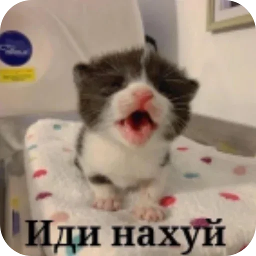 Sticker LdjSlwPAwv_by_Sticker363728bot - 1